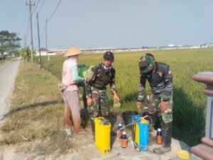 Pengembangan Lahan Pertanian Parangjoro Dimulai dari Pengendalian Gulma