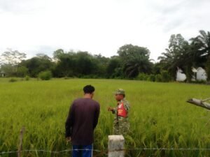 Padi di Gunong Panah Dipantau, Babinsa Posramil 06/Bubon Dampingi Petani di Sawah
