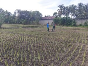 Bukan Sekadar Memantau, Personel Kodim 0114/Aceh Jaya Ikut Menanam Padi Bersama Petani Teunom