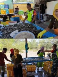 Sebelum Dijual, Udang Hasil Panen Warga Suak Keumeudai Disortir Bersama Babinsa